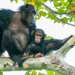 3-Day Rwanda Chimpanzee Tracking Safari