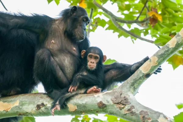 3-Day Rwanda Chimpanzee Tracking Safari 3-Day Rwanda Chimpanzee Tracking Safari