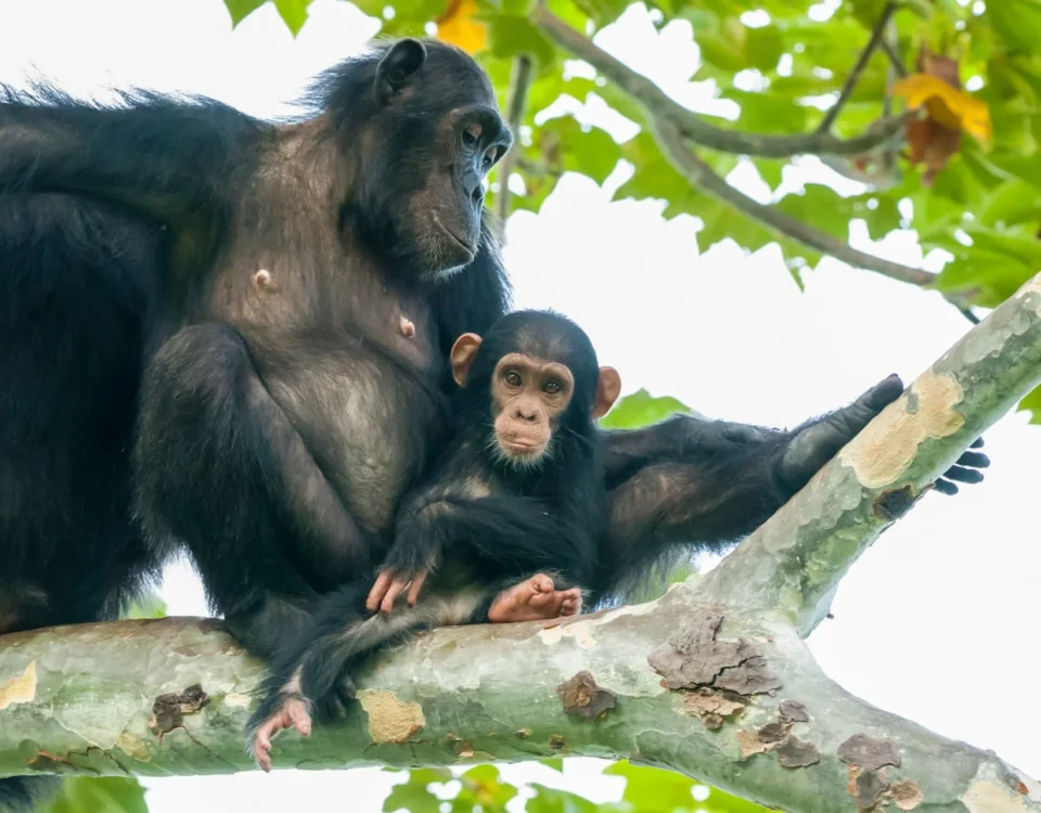 3-Day Rwanda Chimpanzee Tracking Safari