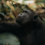 8-Day Uganda Western Tour