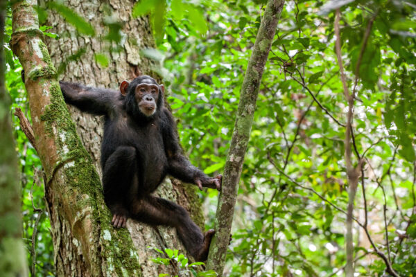 chimpanzee-tours Chimpanzee Trekking Safari Experiences