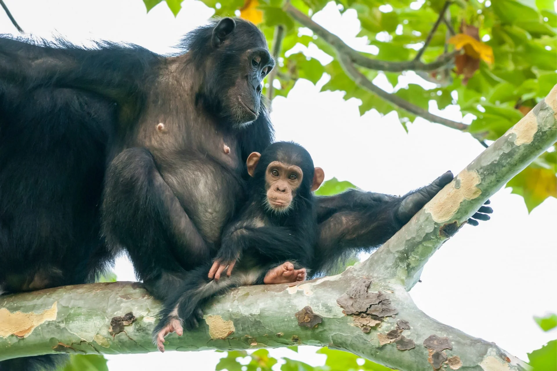 4-Day Rwanda Chimpanzee Tracking Safari