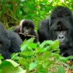 9-Day Uganda Wildlife & Primates Safari