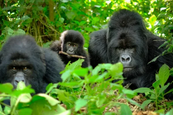 9-Day Uganda Wildlife & Primates Safari