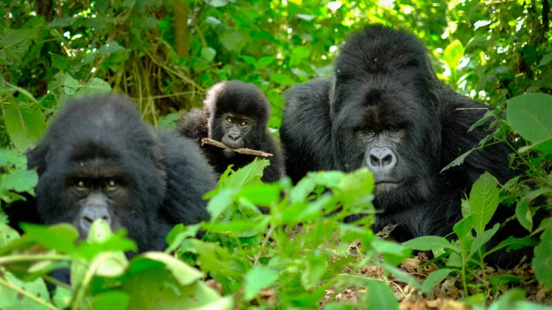 9-Day Uganda Wildlife & Primates Safari