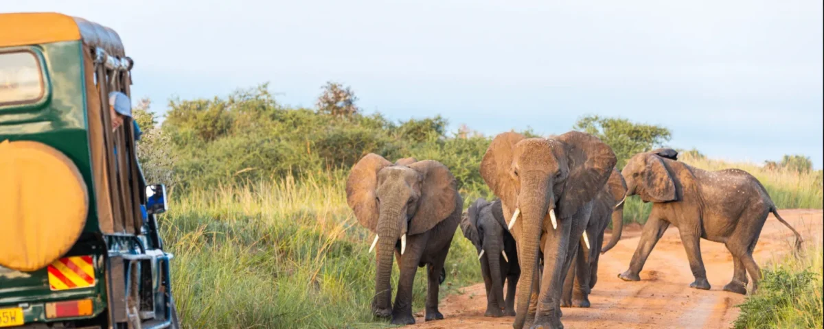 7-Day Uganda Wildlife and Primate Safari