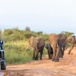 7-Day Uganda Wildlife and Primate Safari