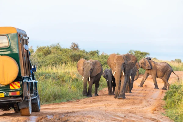 4-Day Uganda Luxury Safari
