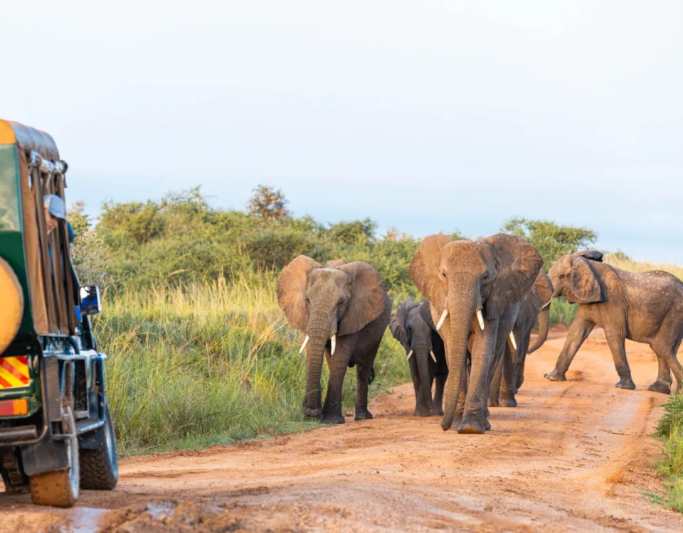 4-Day Uganda Luxury Safari