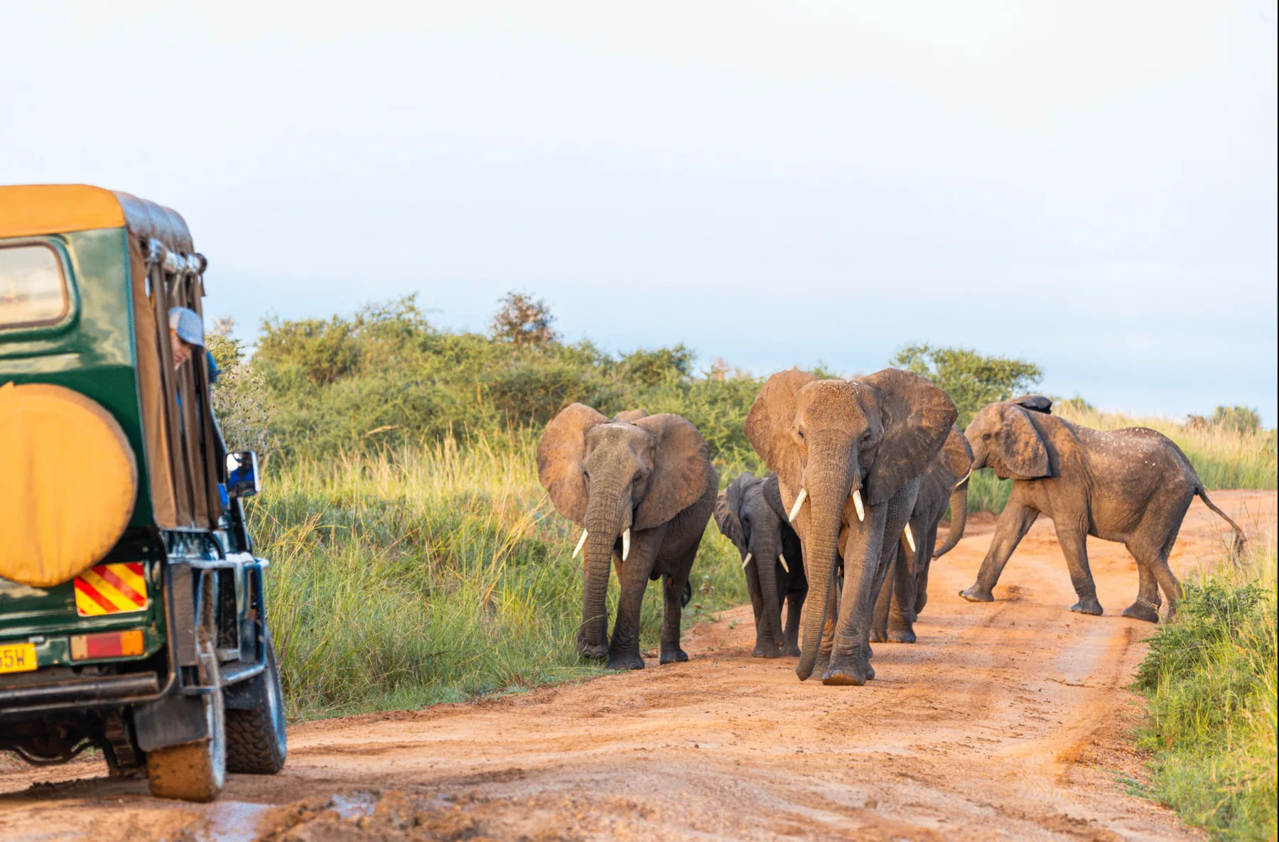 5-Day Uganda Luxury Safari