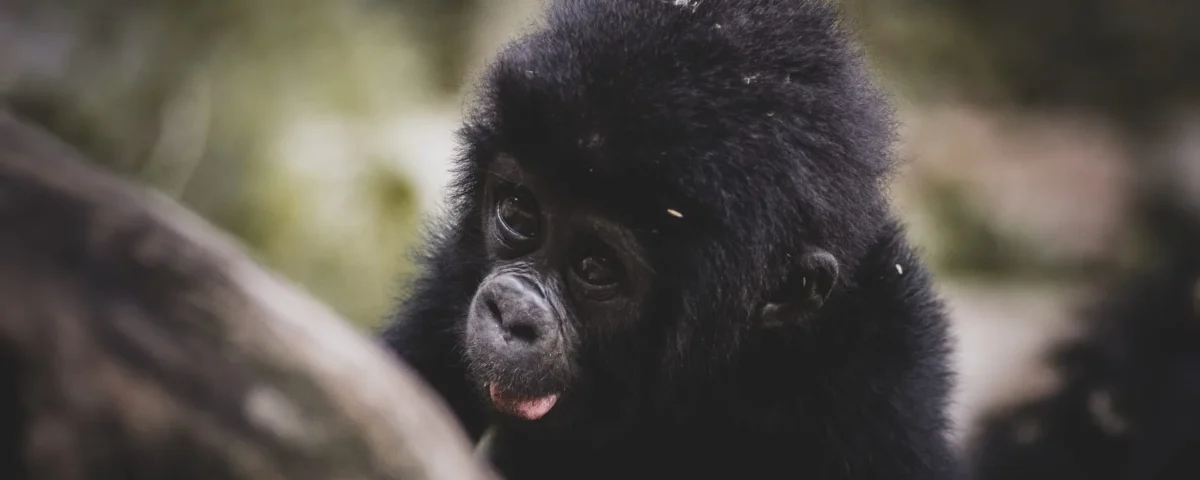 5-Day Uganda Experience Safari