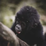 5-Day Uganda Experience Safari