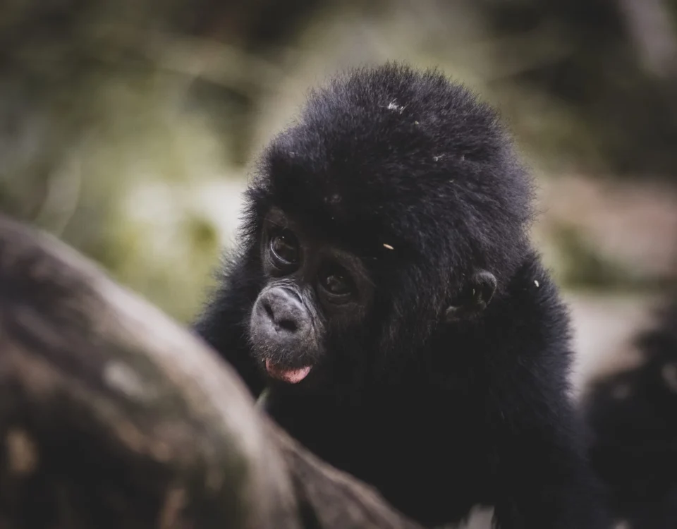 5-Day Uganda Experience Safari