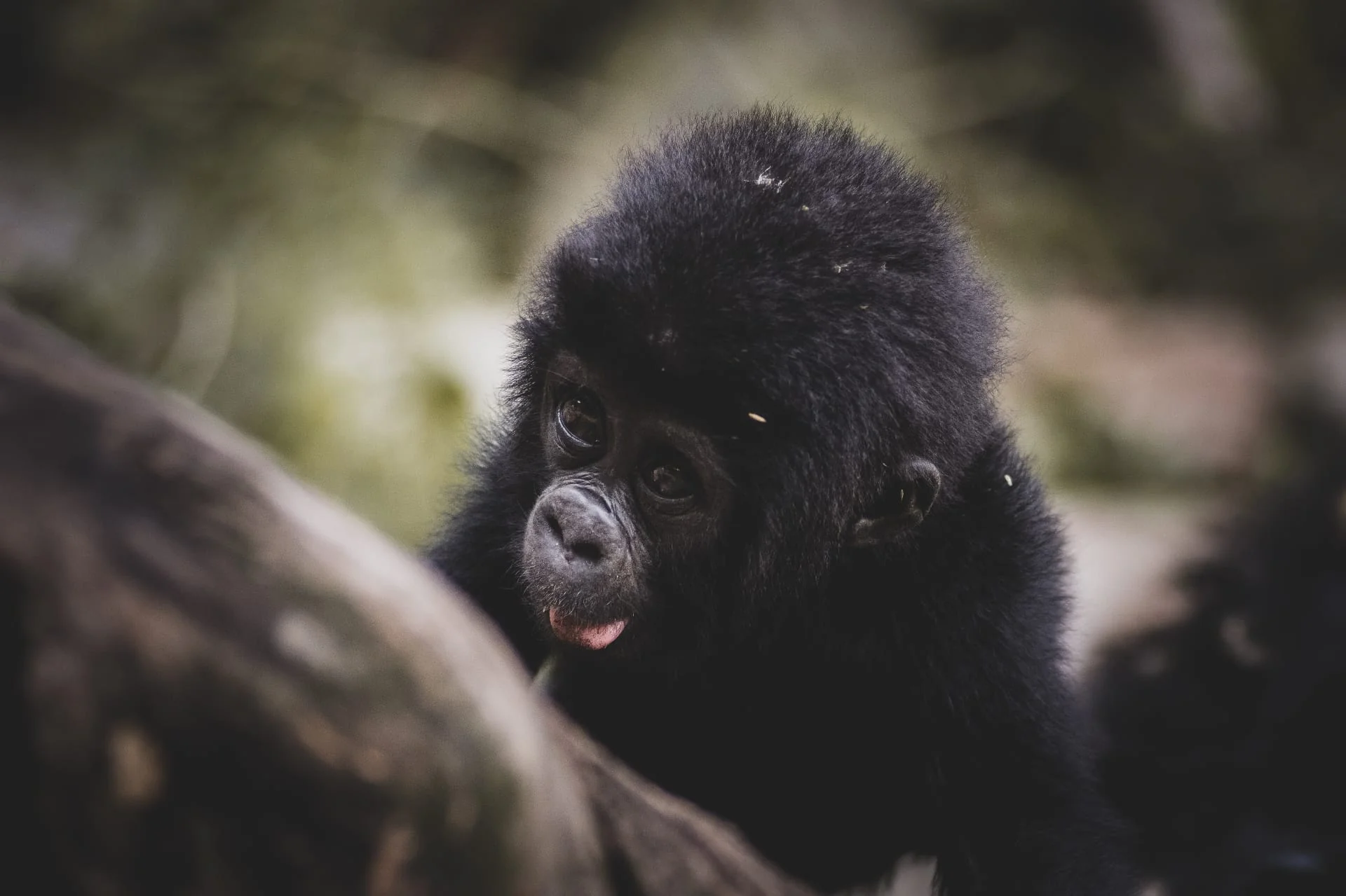 6-Day Uganda Experience Safari