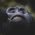 5-Day Uganda Gorilla Trekking & Wildlife Holiday