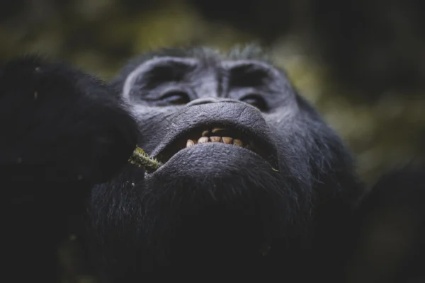 5-Day Uganda Gorilla Trekking & Wildlife Holiday