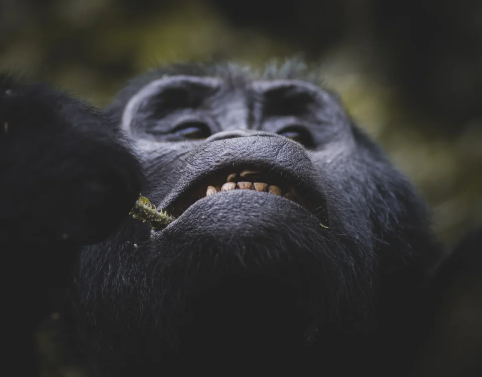5-Day Uganda Gorilla Trekking & Wildlife Holiday