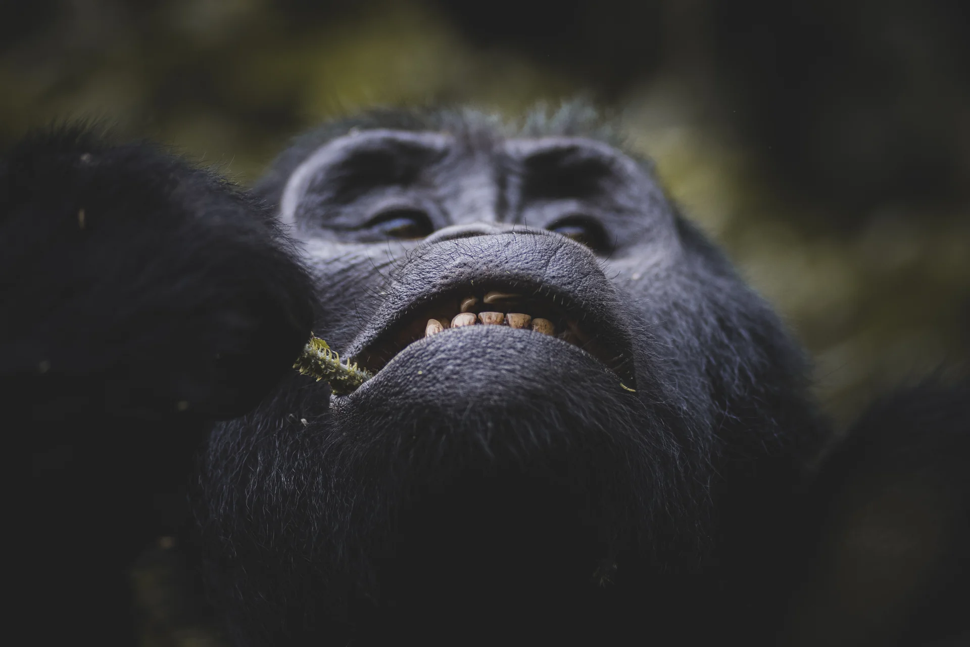 Day 3 — Gorilla Habituation Experience