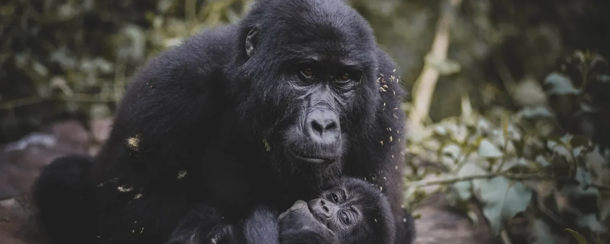4-Day Uganda Gorilla Trekking and Night Safari