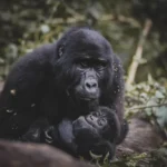 4-Day Uganda Gorilla Trekking and Night Safari