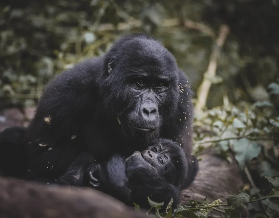 4-Day Uganda Gorilla Trekking and Night Safari