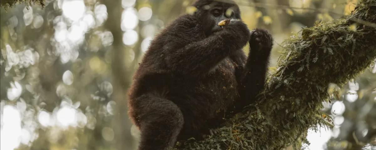 6-Day Uganda Gorilla Trekking & Wildlife Safari