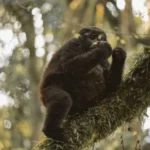 6-Day Uganda Gorilla Trekking & Wildlife Safari