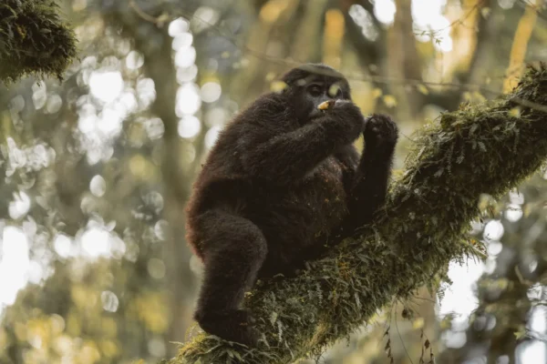 gorilla-trekking-experience 6-Day Uganda Gorilla Trekking & Wildlife Safari