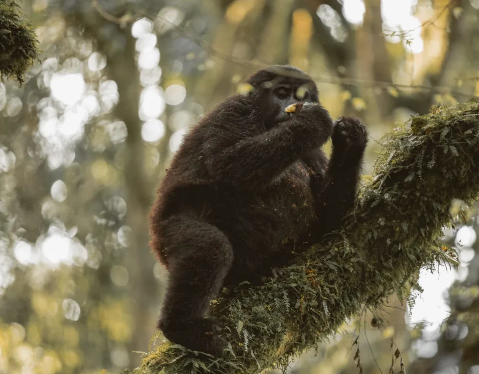 6-Day Uganda Gorilla Trekking & Wildlife Safari