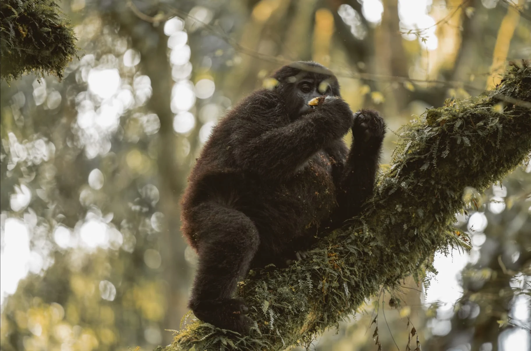 7-Day Uganda Gorilla Trekking & Wildlife Safari