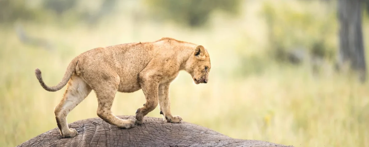 5-Day Tanzania Big5 Private Safari Experience