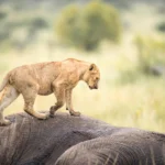 5-Day Tanzania Big5 Private Safari Experience