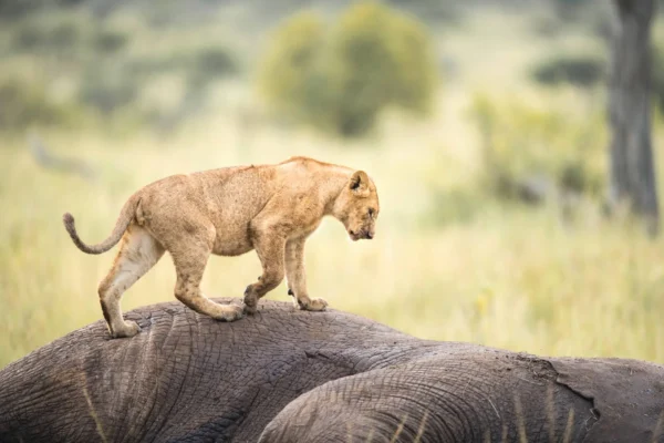 5-Day Tanzania Big5 Private Safari Experience 5-Day Tanzania Big5 Private Safari Experience