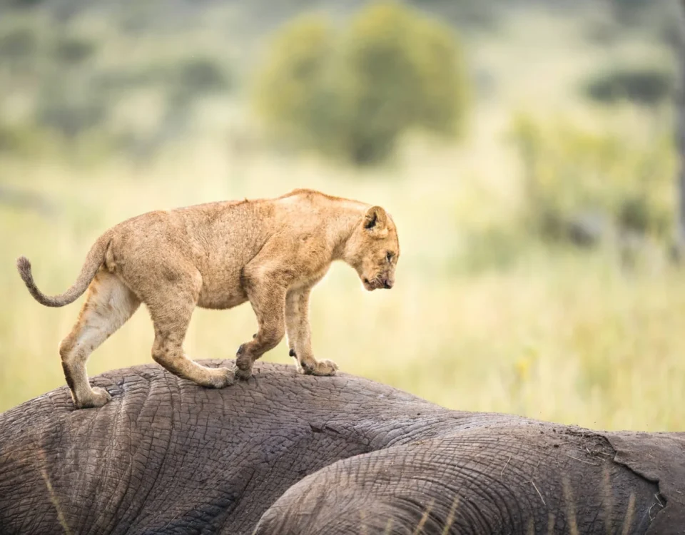 5-Day Tanzania Big5 Private Safari Experience
