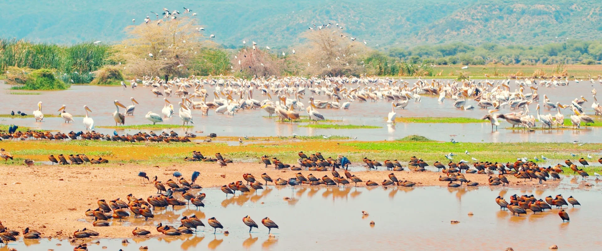 Lake Manyara National Park