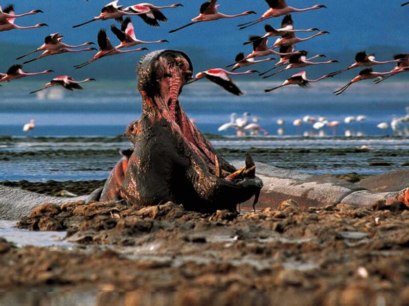 Lake Nakuru National Park