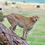 15-Day Uganda Wildlife and Adventure Safari