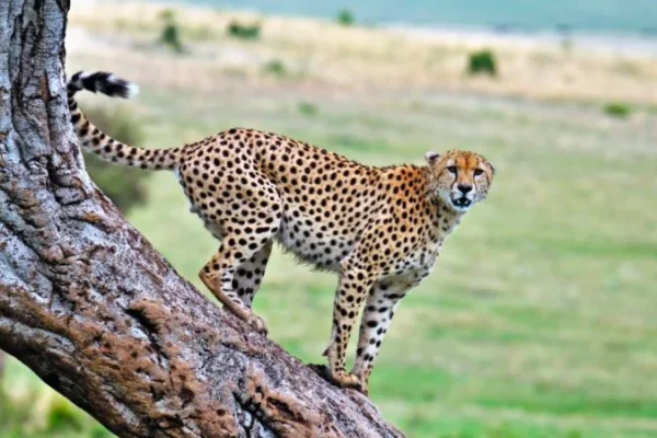 15-Day Uganda Wildlife and Adventure Safari 15-Day Uganda Wildlife and Adventure Safari