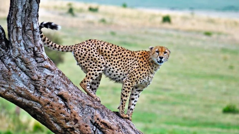 15-Day Uganda Wildlife and Adventure Safari