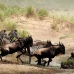 11-Day Best of Tanzania Wildlife Tour