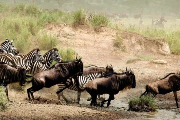 11-Day Best of Tanzania Wildlife Tour 11-Day Best of Tanzania Wildlife Tour