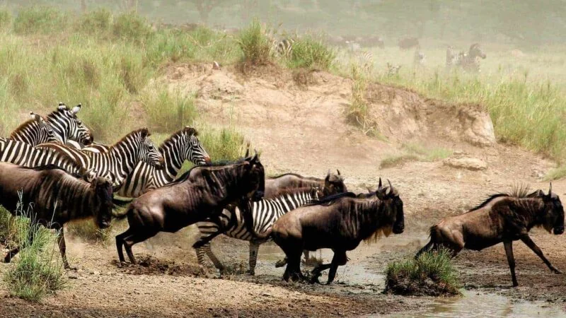 11-Day Best of Tanzania Wildlife Tour
