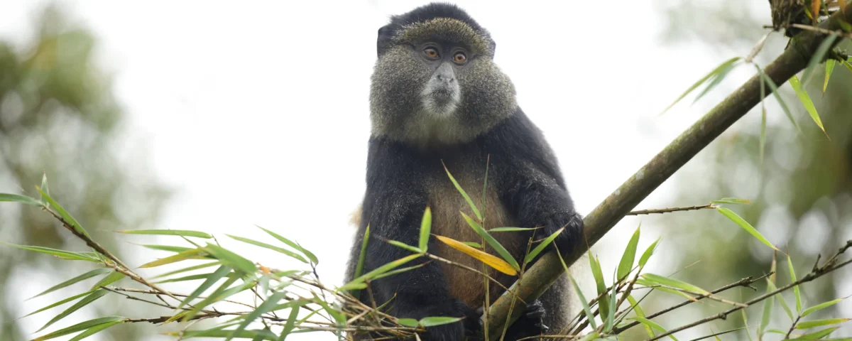 5-Day Rwanda Gorillas & Golden Monkeys Safari