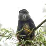 5-Day Rwanda Gorillas & Golden Monkeys Safari