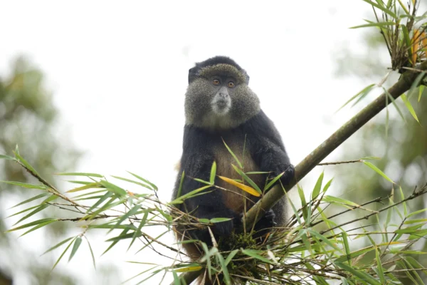 5-Day Rwanda Gorillas & Golden Monkeys Safari 5-Day Rwanda Gorillas & Golden Monkeys Safari