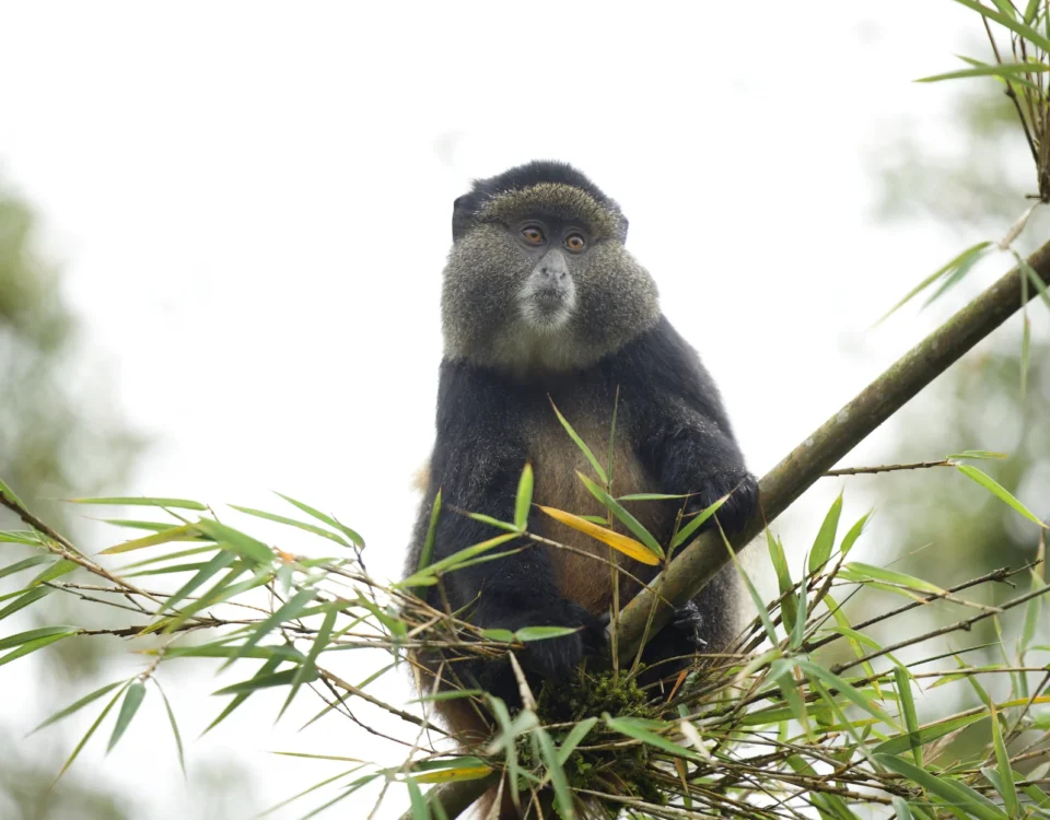 5-Day Rwanda Gorillas & Golden Monkeys Safari