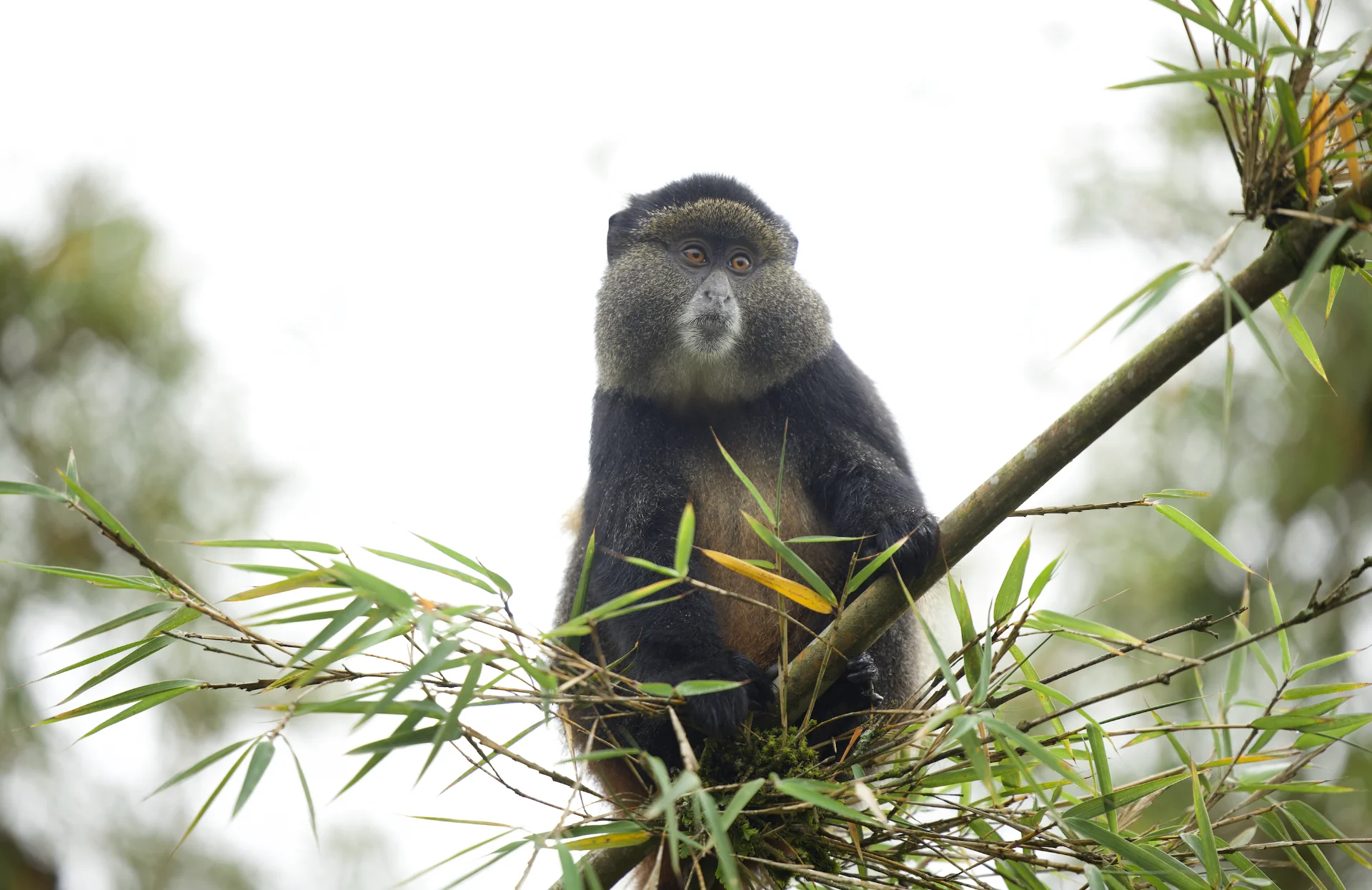 6-Day Rwanda Gorillas & Golden Monkeys Safari