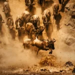 11-Day Tanzania Wildlife Safari