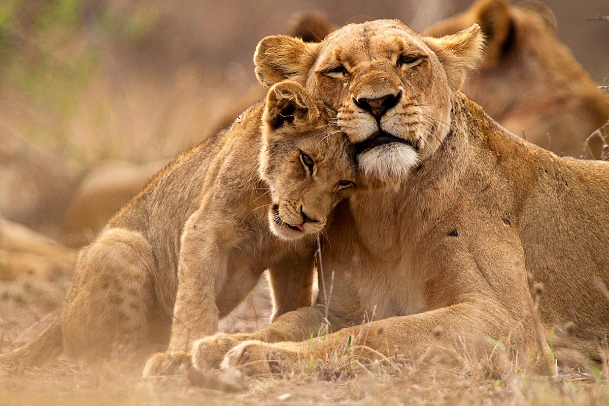 Queen Elizabeth National Park
