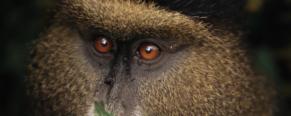 12-Day Tanzania and Rwanda Adventure Safari